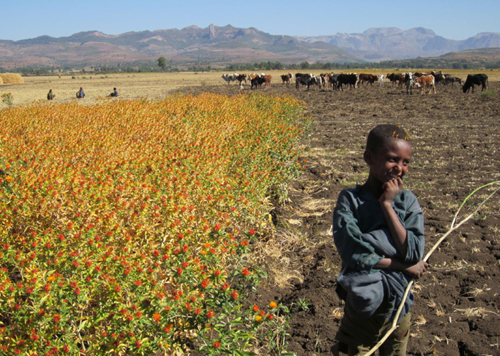60 % of the Sub-Saharan population depend on the agricultural sector for their livelihoods.: Photograph and text from the Report. Photograph courtesy of UNEP.
